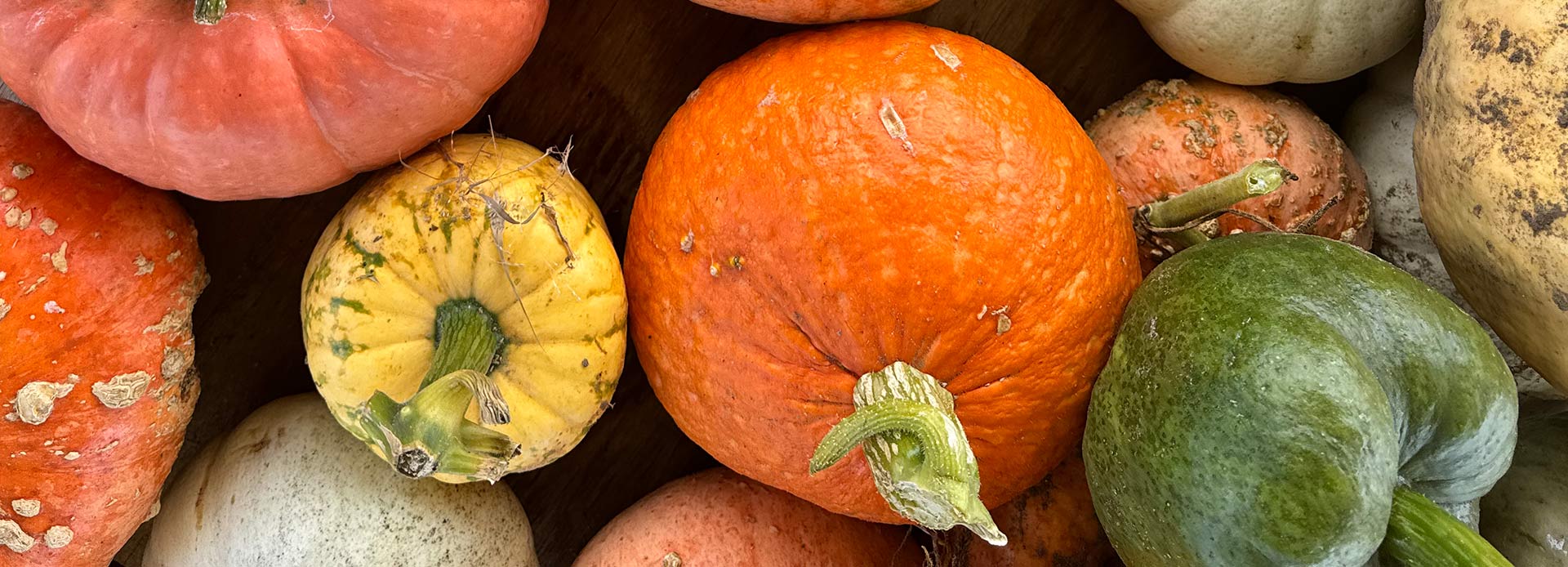 Close up of different coloured pumpkins.