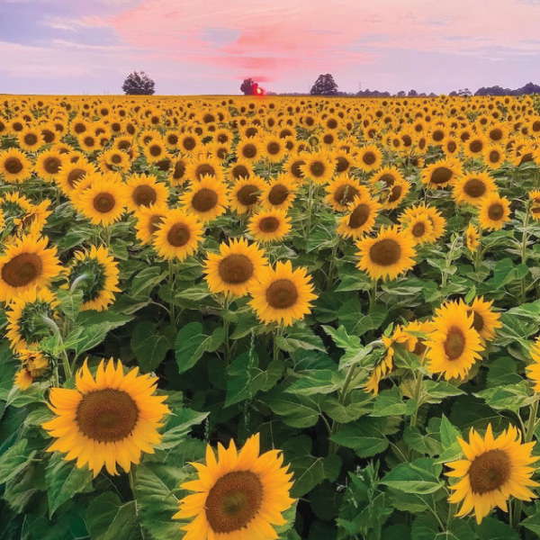 Huge sunflower farm against a purple and pink sunset.