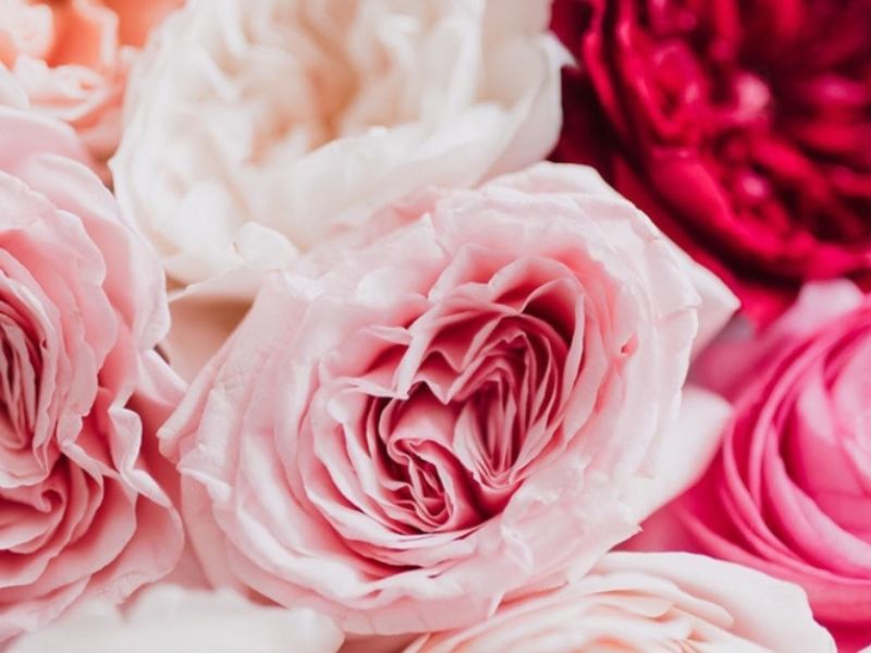 Assortment of pink and red flowers from Aspen Florist in Clarington, Ontario