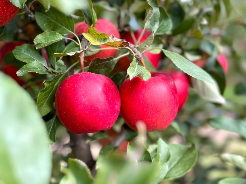 Image of crisp red apples hanging in a tree