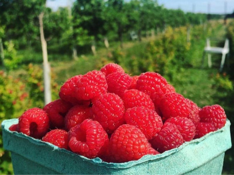 Image of an overflowing basket of raspberries with a pick-your-own field in the background