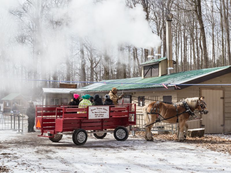 Image of a horse drawn wagon at a sugar bush during maple syrup season