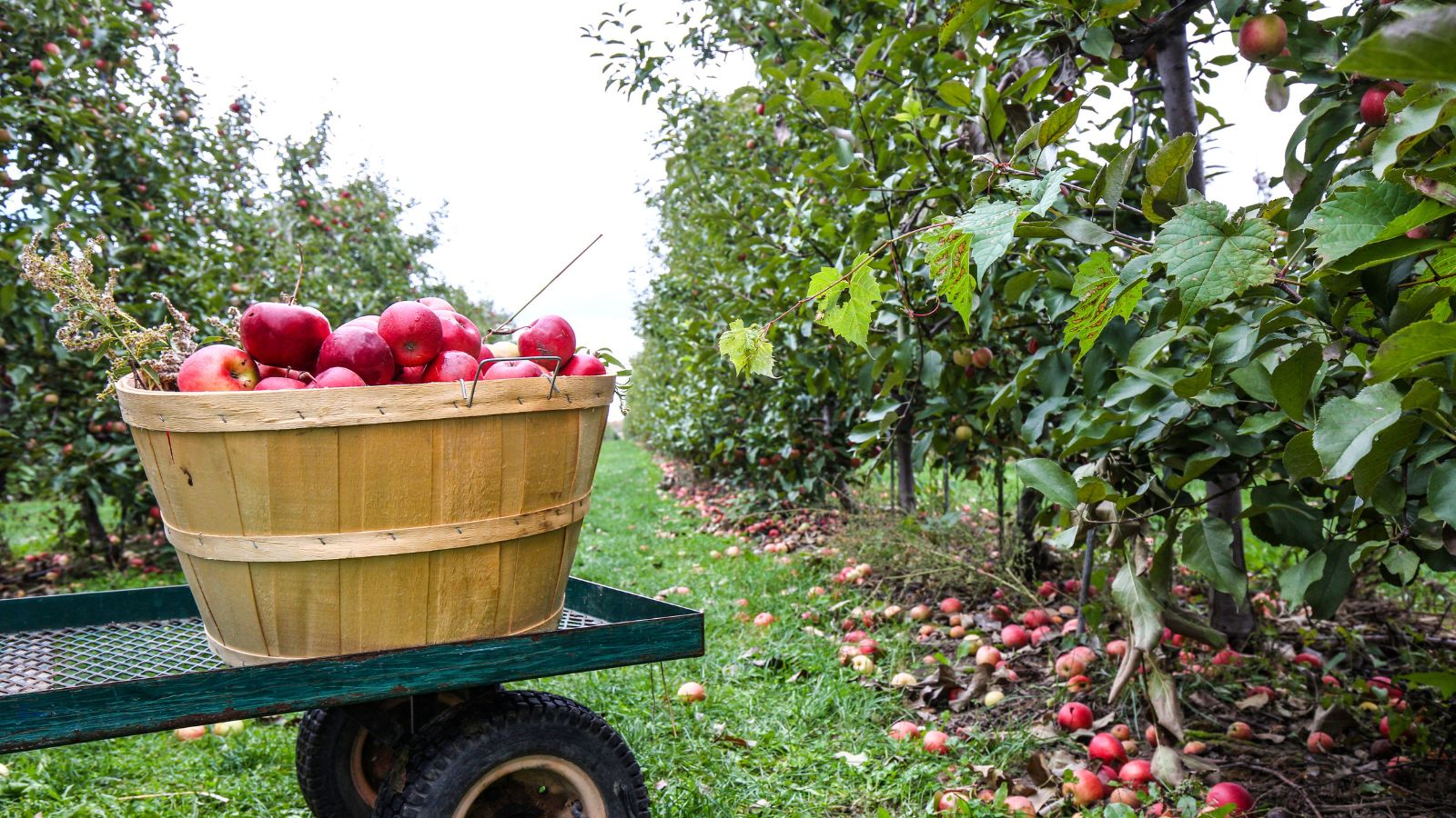 Image of a basket of apples on a wagon between rows of trees in an orchard