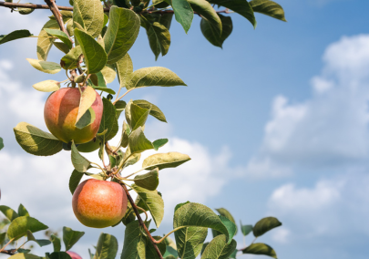 Apples hanging on a tree with a blue sky behind them