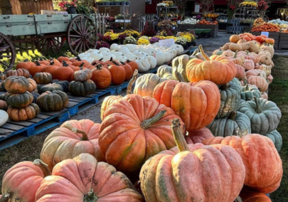 A farm stand full of white, green, and orange pumpkins