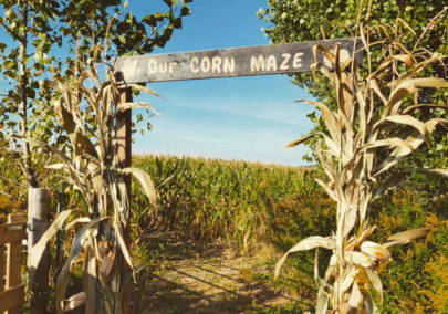 Entrance of a corn maze 